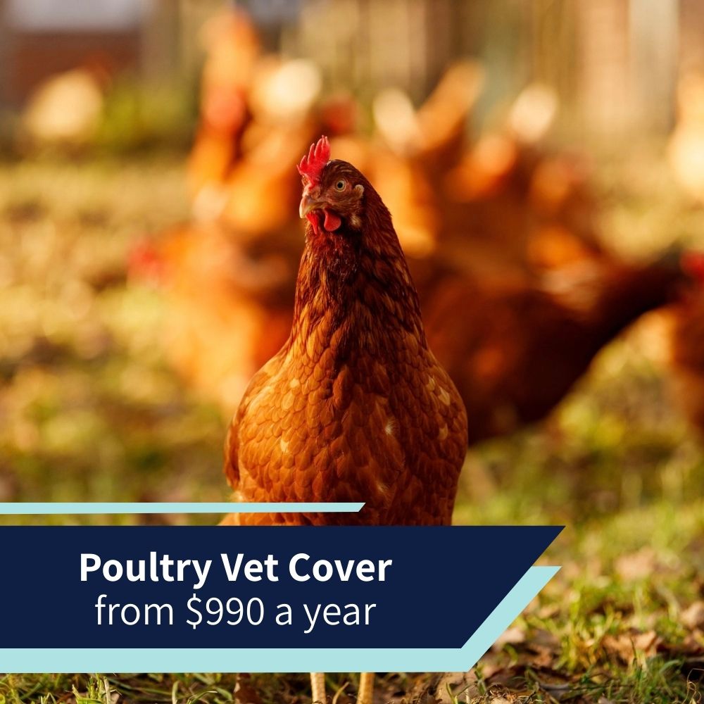 Annual Poultry Vet Cover Package