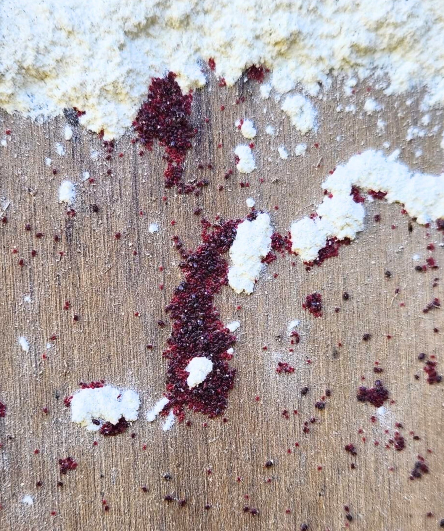redmites crawling over DE
