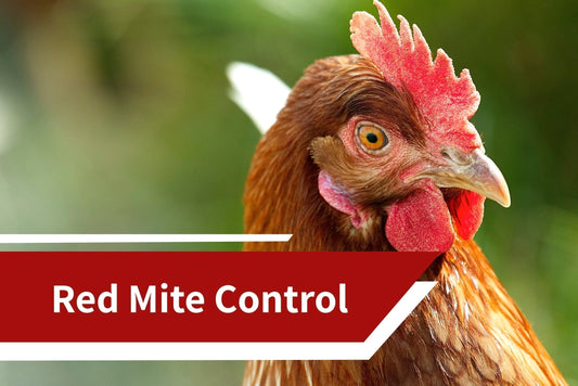 Red Mite Control: A Practical Guide for Commercial Poultry Farmers