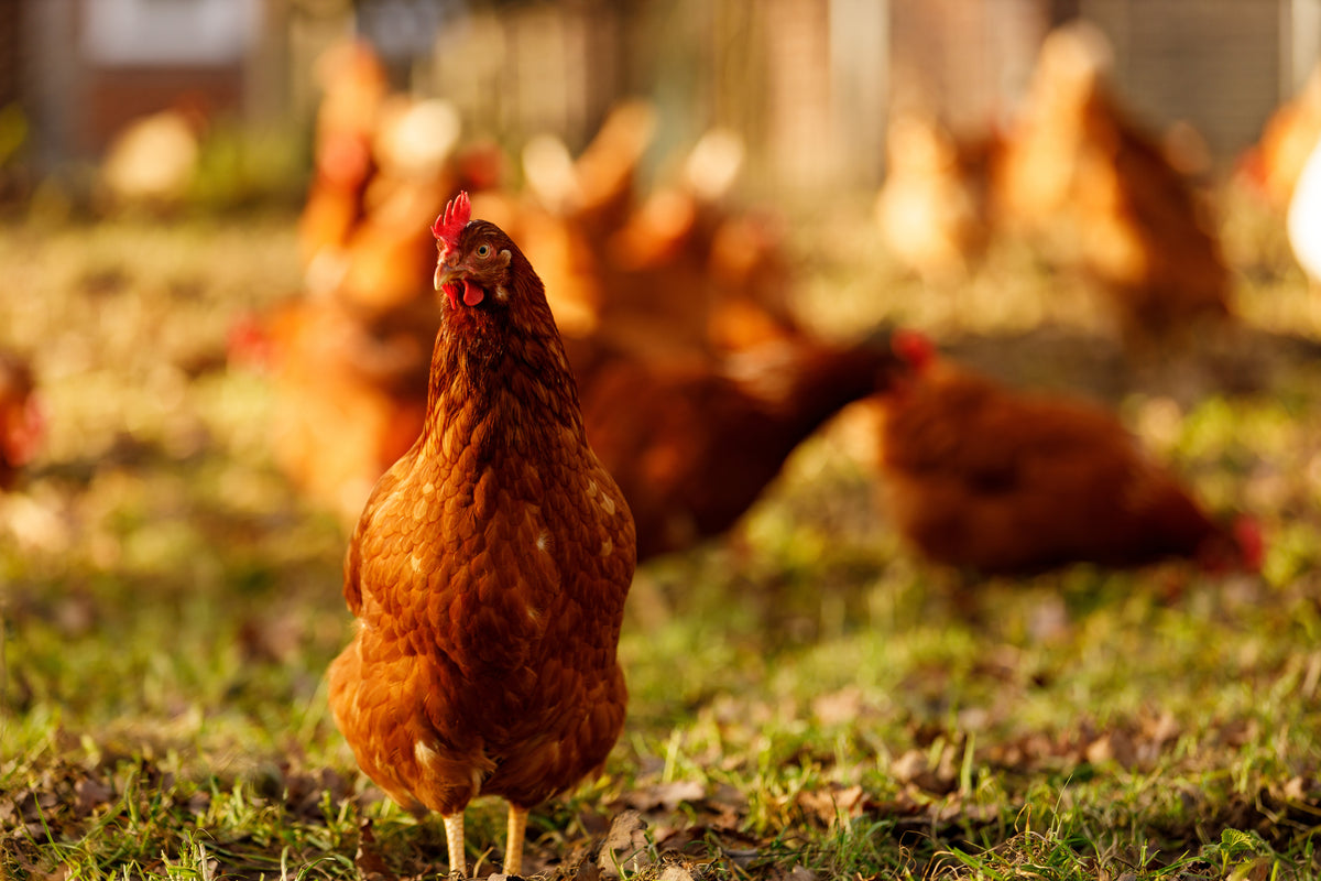 Avian Empire Poultry