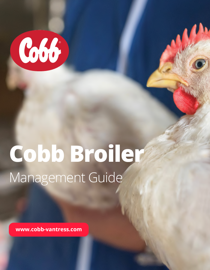 Cobb Broiler Management Guide with White Chicken 