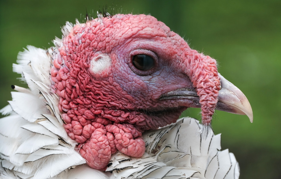 Close-up photo of a turkey face 